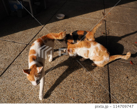 ネココロニーで仲良く暮らす地域猫たち ネココロニーで仲良く暮らす地域猫たち 114709747