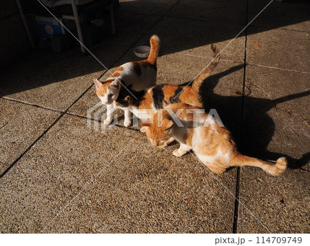 ネココロニーで仲良く暮らす地域猫たち ネココロニーで仲良く暮らす地域猫たち 114709749