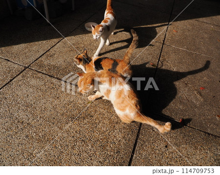 ネココロニーで仲良く暮らす地域猫たち 114709753