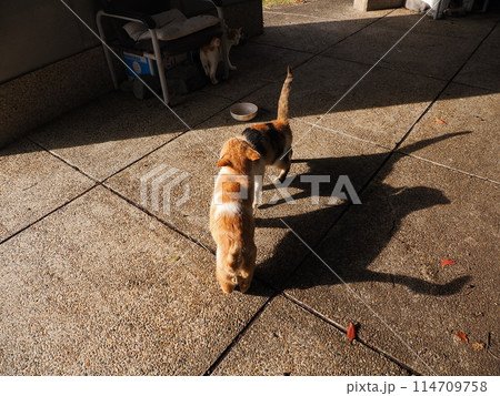 ネココロニーで仲良く暮らす地域猫たち 114709758