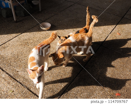 ネココロニーで仲良く暮らす地域猫たち ネココロニーで仲良く暮らす地域猫たち 114709767