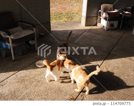 ネココロニーで仲良く暮らす地域猫たち ネココロニーで仲良く暮らす地域猫たち 114709775