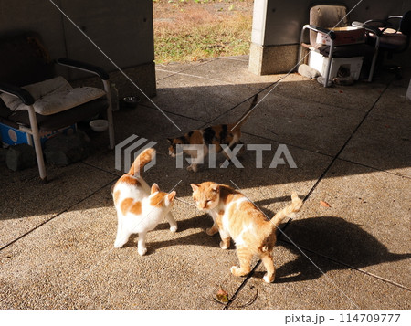 ネココロニーで仲良く暮らす地域猫たち ネココロニーで仲良く暮らす地域猫たち 114709777