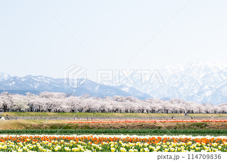 【春の四重奏】チューリップと桜並木と立山連峰 【春の四重奏】チューリップと桜並木と立山連峰 114709836