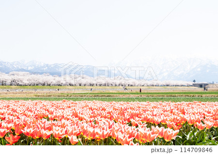 【春の四重奏】チューリップと桜並木と立山連峰 114709846