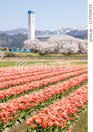 時計塔 桜 ショップ