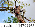 にらみ合い 114709968