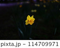 さく 114709971