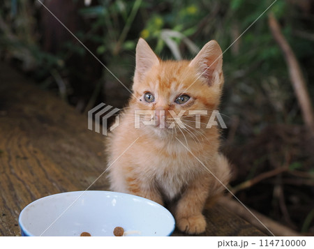 母ネコと一緒にご飯を食べる子猫 母ネコと一緒にご飯を食べる子猫 114710000