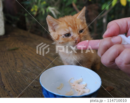 母ネコと一緒にご飯を食べる子猫 114710010