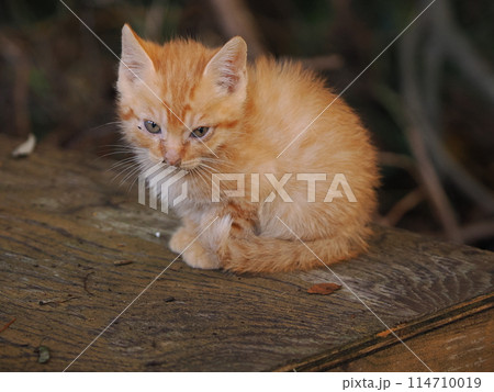 母ネコと一緒にご飯を食べる子猫 114710019