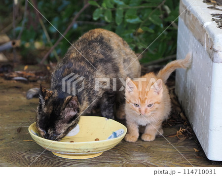 母ネコと一緒にご飯を食べる子猫 母ネコと一緒にご飯を食べる子猫 114710031