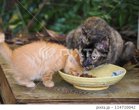 母ネコと一緒にご飯を食べる子猫 母ネコと一緒にご飯を食べる子猫 114710042