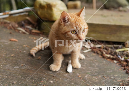 母ネコと一緒にご飯を食べる子猫 114710068