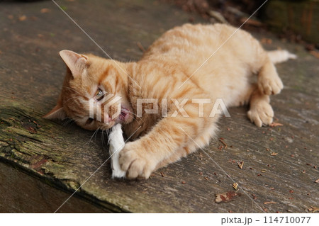母ネコと一緒にご飯を食べる子猫 母ネコと一緒にご飯を食べる子猫 114710077
