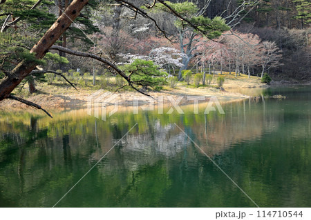 半田山自然公園の桜 半田山自然公園の桜 114710544