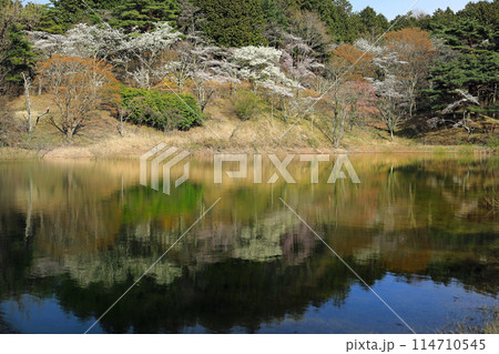 半田山自然公園の桜 半田山自然公園の桜 114710545
