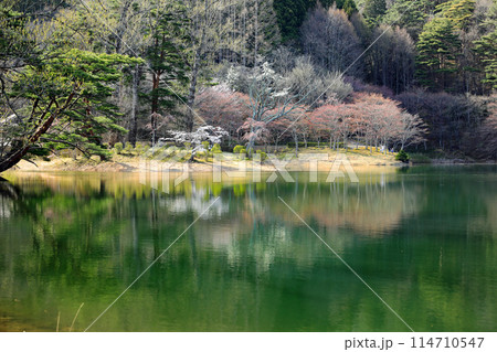 半田山自然公園の桜 半田山自然公園の桜 114710547