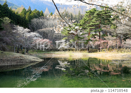 半田山自然公園の桜 半田山自然公園の桜 114710548
