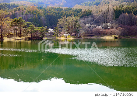 半田山自然公園の桜 半田山自然公園の桜 114710550