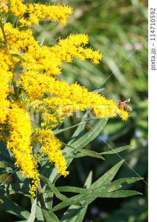 秋に満開となるセイタカアワダチソウの花粉を集めるセイヨウミツバチ(日本 岐阜県高山市) 秋に満開となるセイタカアワダチソウの花粉を集めるセイヨウミツバチ(日本 岐阜県高山市) 114710592
