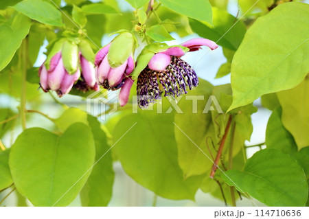 トケイソウアラタの花 114710636