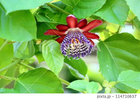 トケイソウアラタの花 114710637