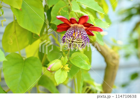 トケイソウアラタの花 114710638