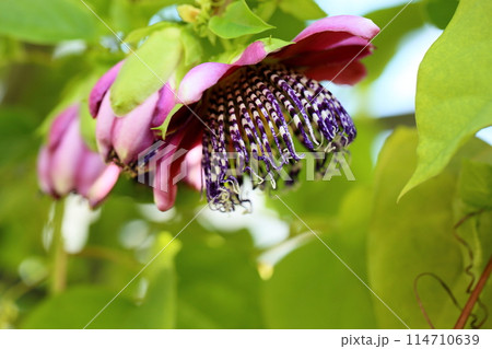 トケイソウアラタの花 114710639