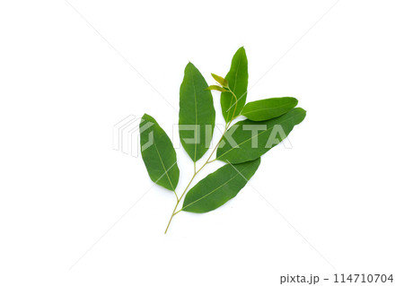 Eucalyptus leaves on white background. Eucalyptus leaves on white background. 114710704