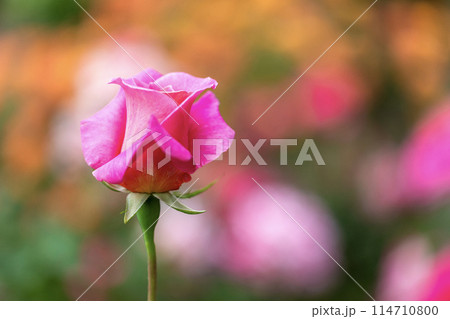 バラが咲いた♪　春バラ 114710800