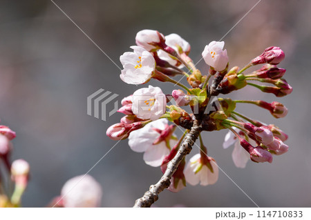 清楚で美しい桜の花 114710833