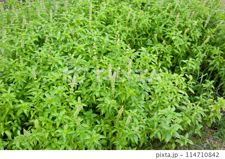 Lemon basil, Hoary basil, Hairy basil Lemon basil, Hoary basil, Hairy basil 114710842