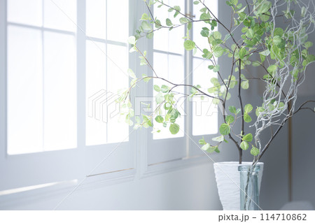 窓辺に置かれた観葉植物　人無し 114710862