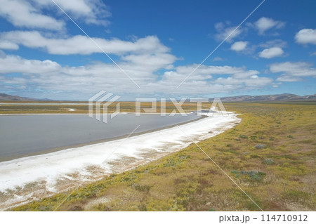 Wildflowers at Carrizo Plain National Monument and Soda lake 114710912