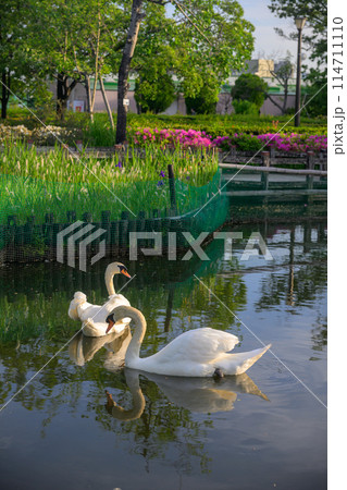 荒川自然公園　池を泳ぐ白鳥 114711110