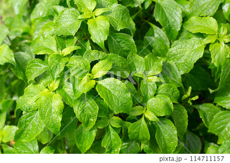 Tree Basil (Caraway Plant) in herb garden Tree Basil (Caraway Plant) in herb garden 114711157