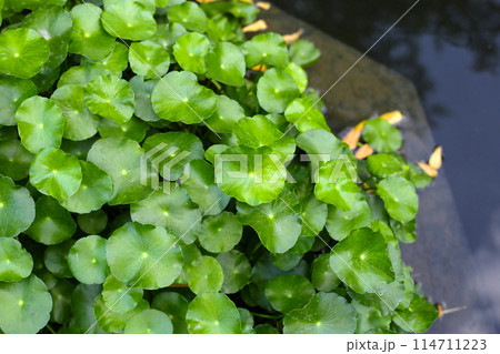 Gotu kola, Asiatic pennywort, Indian pennywort. Water plant in the pond 114711223
