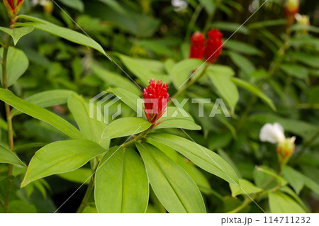 Indian head ginger, Costus speciosus 114711232