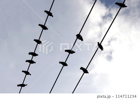 Silhouette birds on wire cable against blue sky 114711234