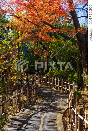 小江戸川越の秋　紅葉の中院 114711306