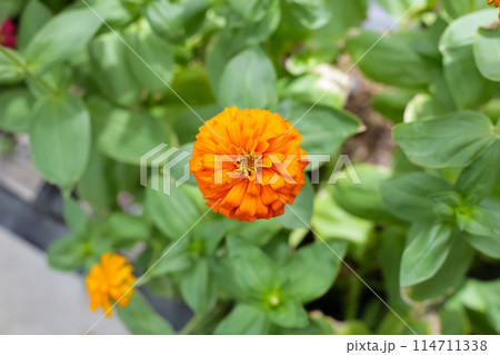 Colorful zinnia flowers blooming  in the garden 114711338