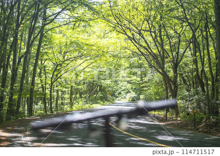 とっとり自転車旅 奥大山の新緑・初夏のサイクリングイメージ(鍵掛峠付近) とっとり自転車旅 奥大山の新緑・初夏のサイクリングイメージ(鍵掛峠付近) 114711517
