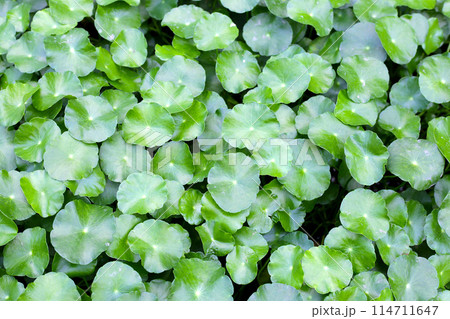 Gotu kola, Asiatic pennywort, Indian pennywort. Water plant in the pond 114711647