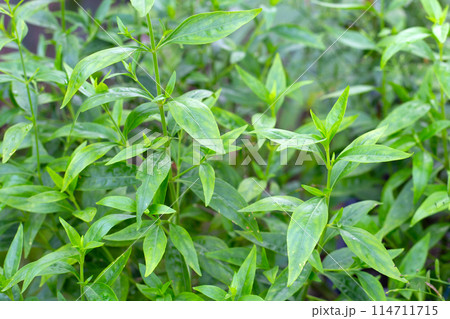 Andrographis paniculata plant in the garden Andrographis paniculata plant in the garden 114711715