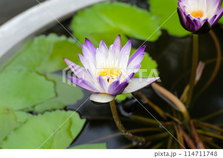 Beautiful waterlily or lotus flower with green leaves Beautiful waterlily or lotus flower with green leaves 114711748