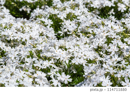 白い芝桜(リトルドット)Phlox subulata"Little dot" 白い芝桜(リトルドット)Phlox subulata"Little dot" 114711880