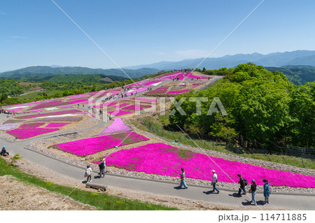 茶臼山高原の芝桜（愛知県） 114711885