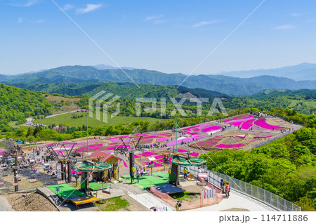 茶臼山高原の芝桜（愛知県） 114711886