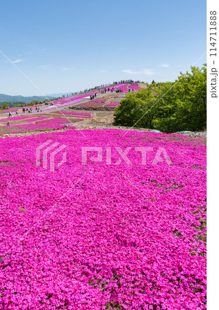 茶臼山高原の芝桜（愛知県） 114711888